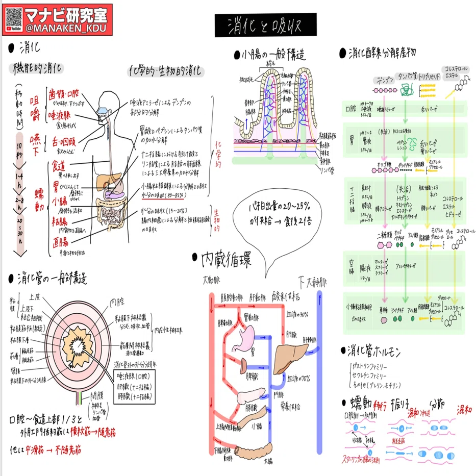 消化器系の働き①：講義グラレコ紹介 歯学科 消化吸収Ⅰ 2022｜マナビ
