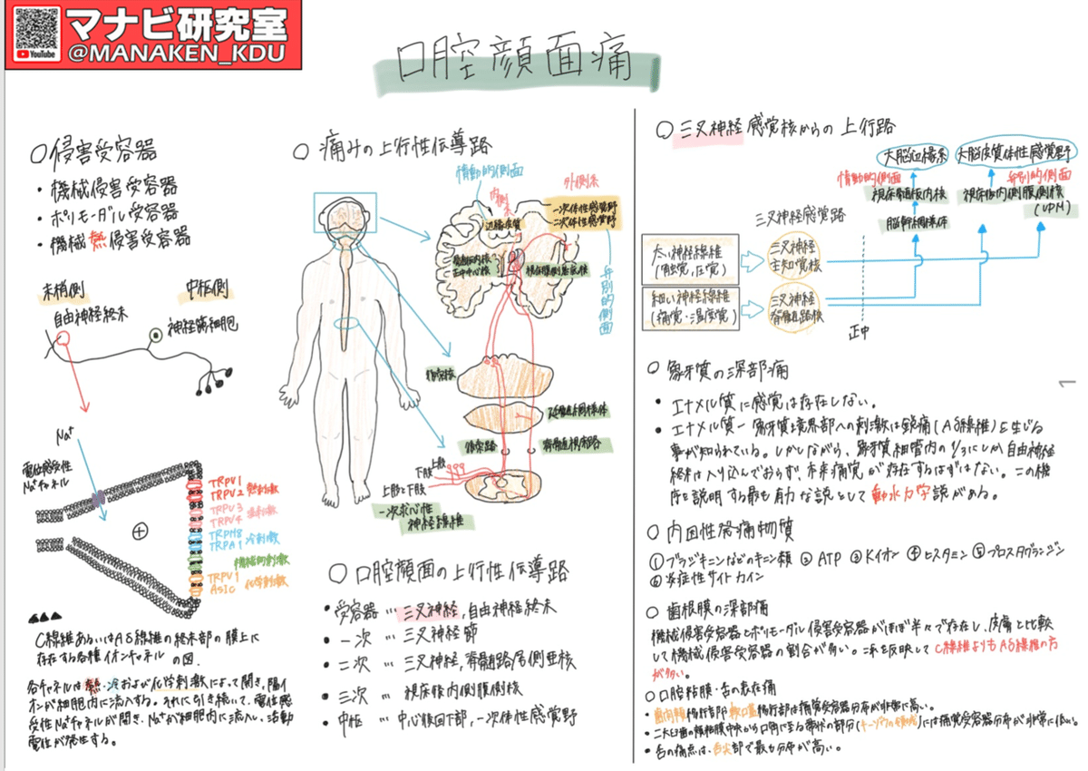 なぜ口の中が痛いのか：講義グラレコ紹介 歯学科 口腔顔面痛