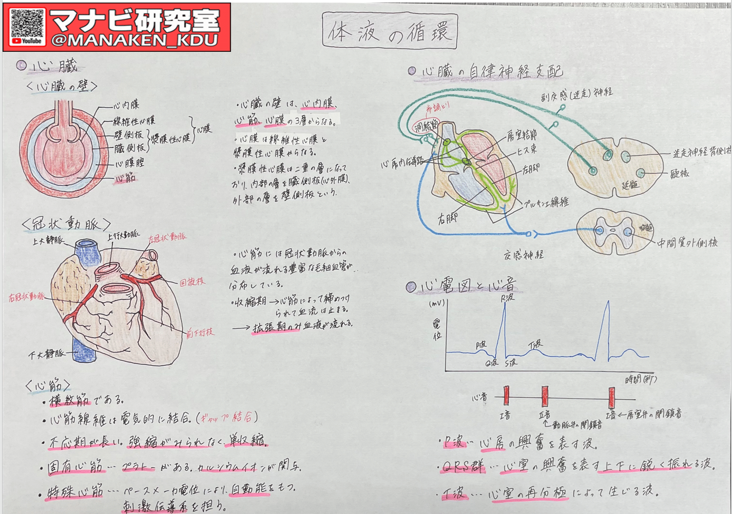 なぜ心臓が拍動できるの：講義グラレコ紹介 歯学科 循環調節Ⅰ 2022