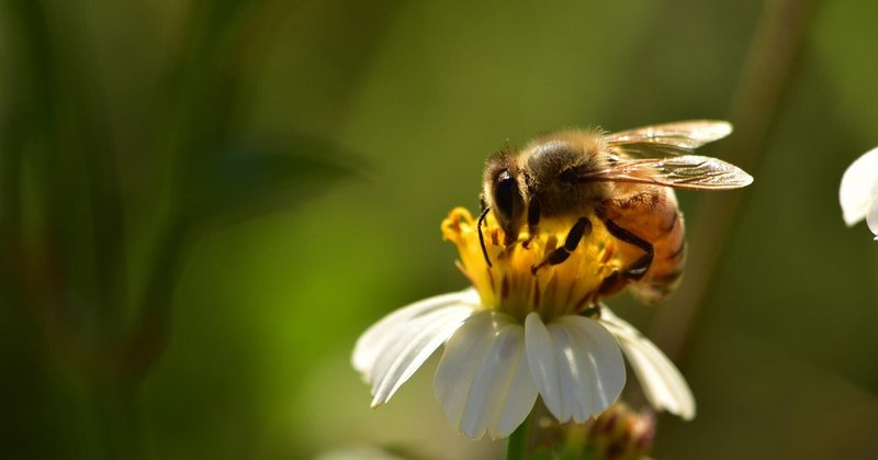ビジネスを通して社会貢献 - ミツバチを救うキッズ！