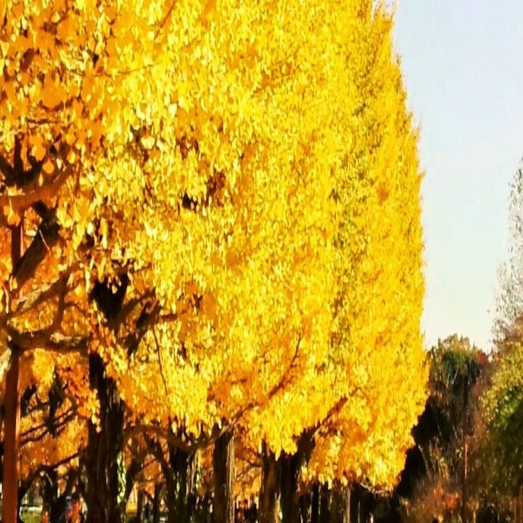 紅葉は 落葉樹の葉の悶絶か だから理系って変 当たり前過ぎて意識しなくなっていること Lincoln Note