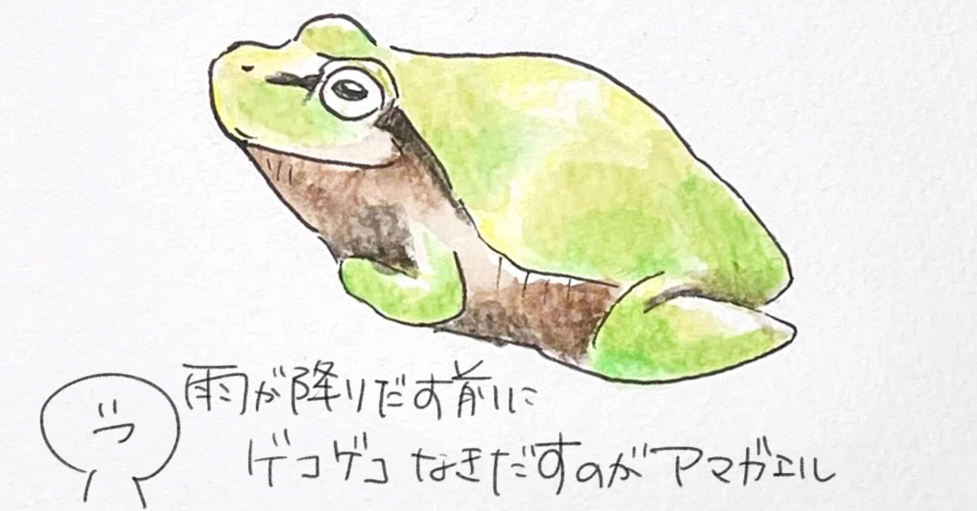 水の中より壁が好き｜アマガエル｜くますけ｜自然ガイド・クリエイター