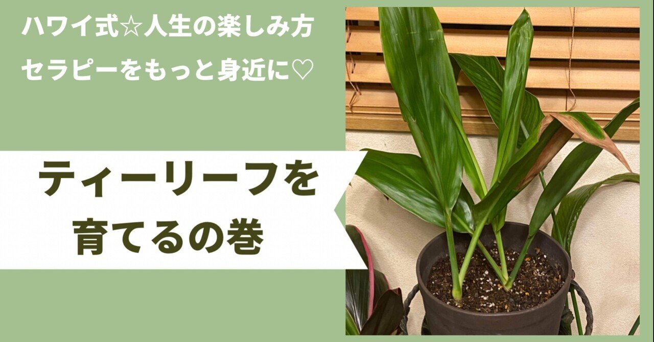 ハワイ産沖縄育ちの“ティーリーフ” （南国風の観葉植物8選