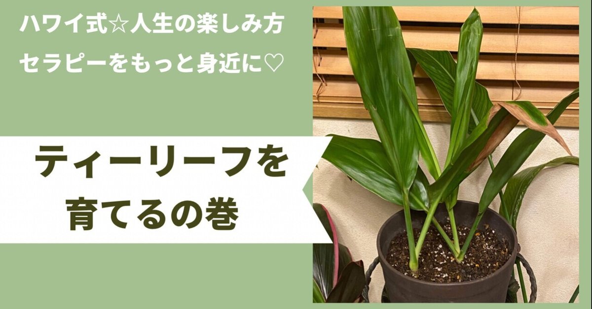 ティーリーフを育てる｜Kanaeのラジオブログ📻 