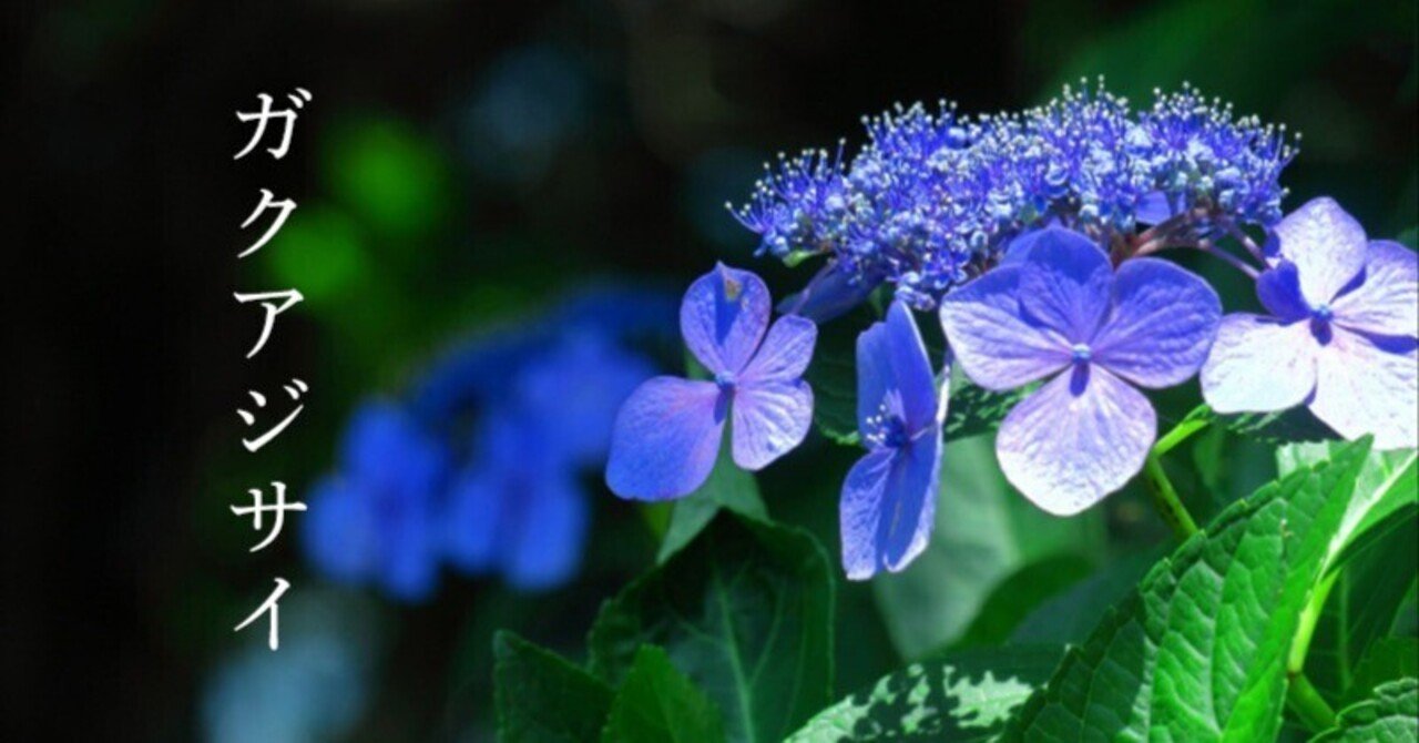 ガクアジサイからヤマアジサイ そしてアマチャへ 某広報の中のヒト Note