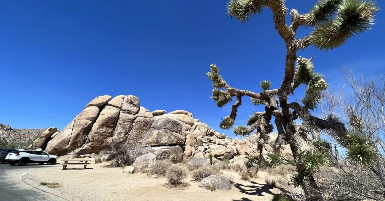 Joshua Tree（ジョシュア ツリー）｜Alan Eliot