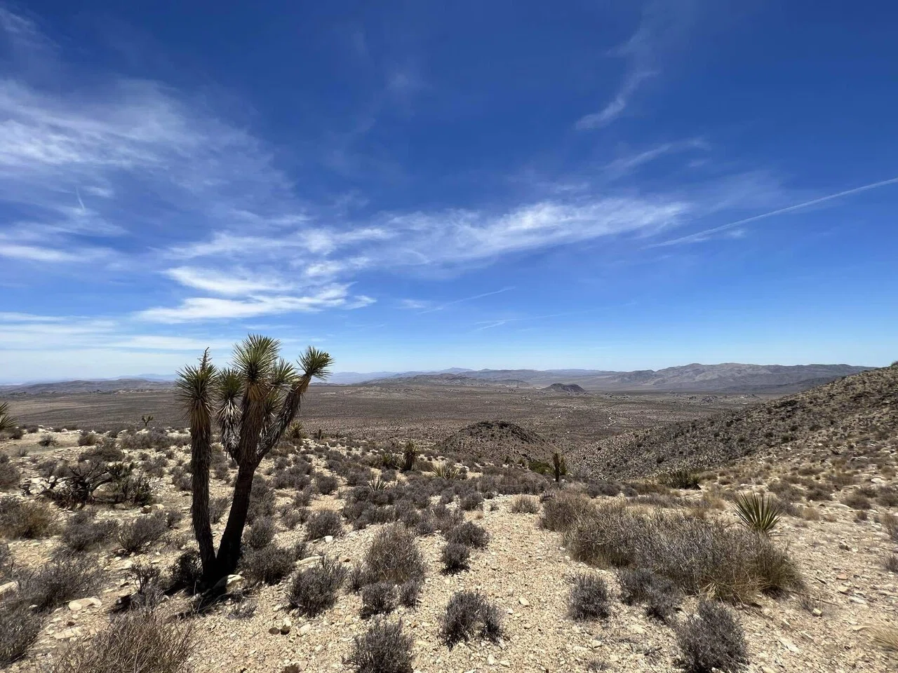 Joshua Tree（ジョシュア ツリー）｜Alan Eliot