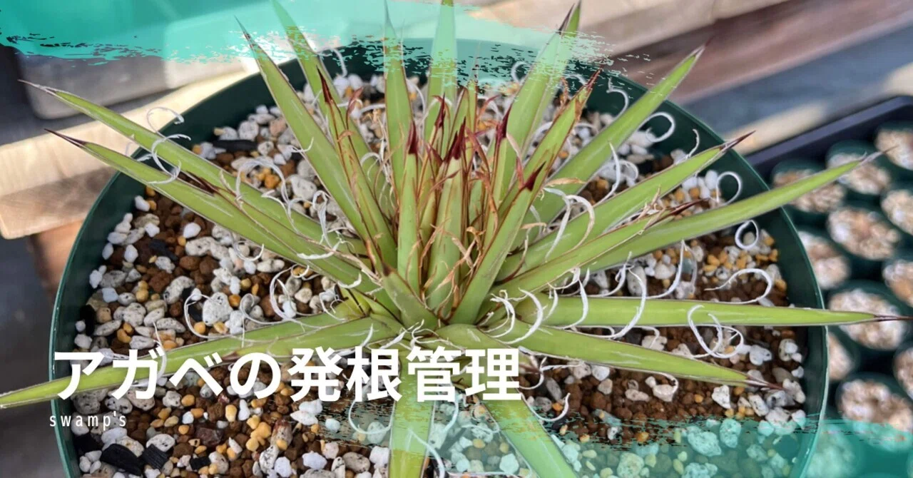 発根管理について〜土耕ではなく水耕を選択する時〜｜swamps'