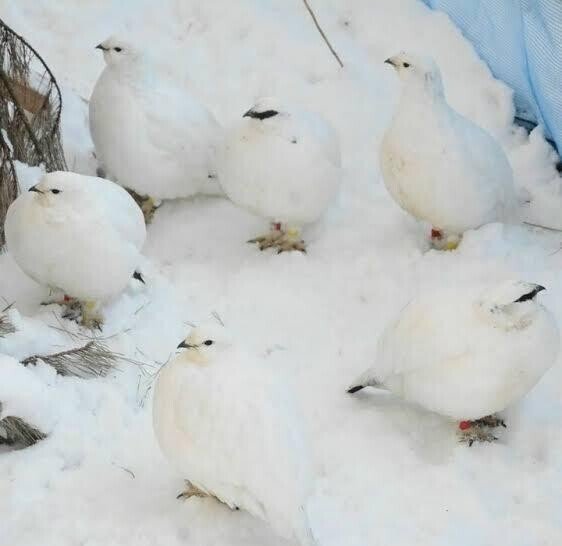 第2086回 日本のライチョウ｜翆野 大地