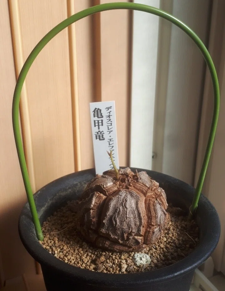 亀甲竜さんが休眠に入ったので枯れたツルと葉っぱを取り除きました！｜タヌ