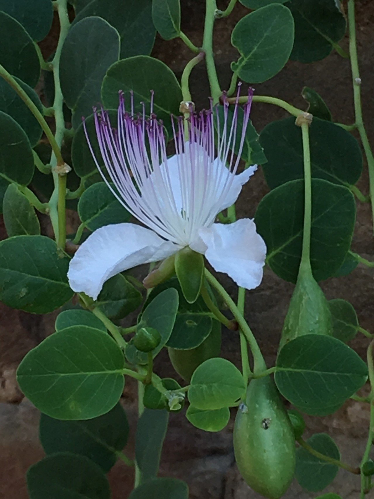 旅する土鍋18 ケッパーの花とつぼみ Tamamiazuma Note