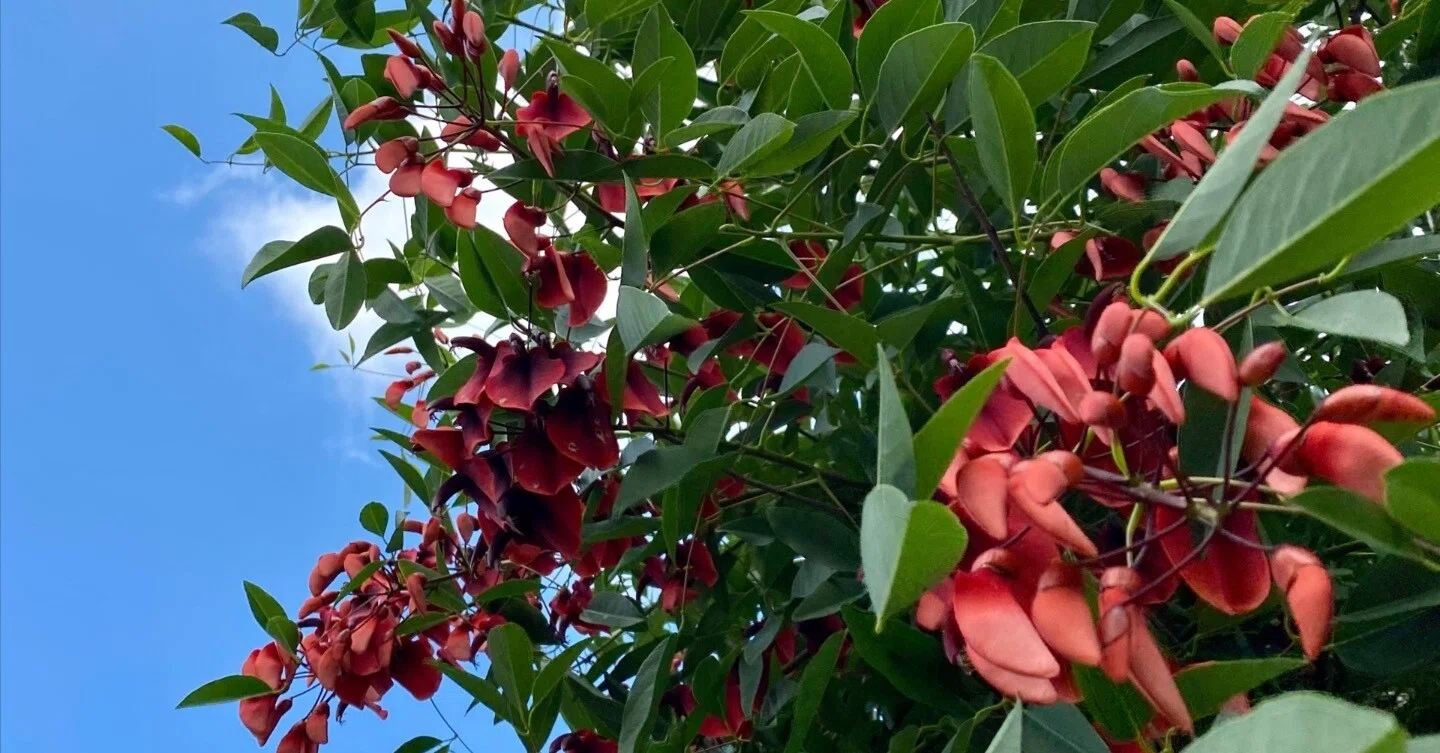南国鹿児島の南国ぽい植物の話ー真っ赤な花 カイコウズ と サンゴシトウ の花が咲いたよ Haco ガーデンプランナー 庭のある暮らし植物のある暮らし Note 南国鹿児島の南国ぽい植物の話ー真っ赤な花 カイコウズ と サンゴシトウ の花が咲いたよ Haco ガーデンプランナー 庭のある暮らし植物のある暮らし Note