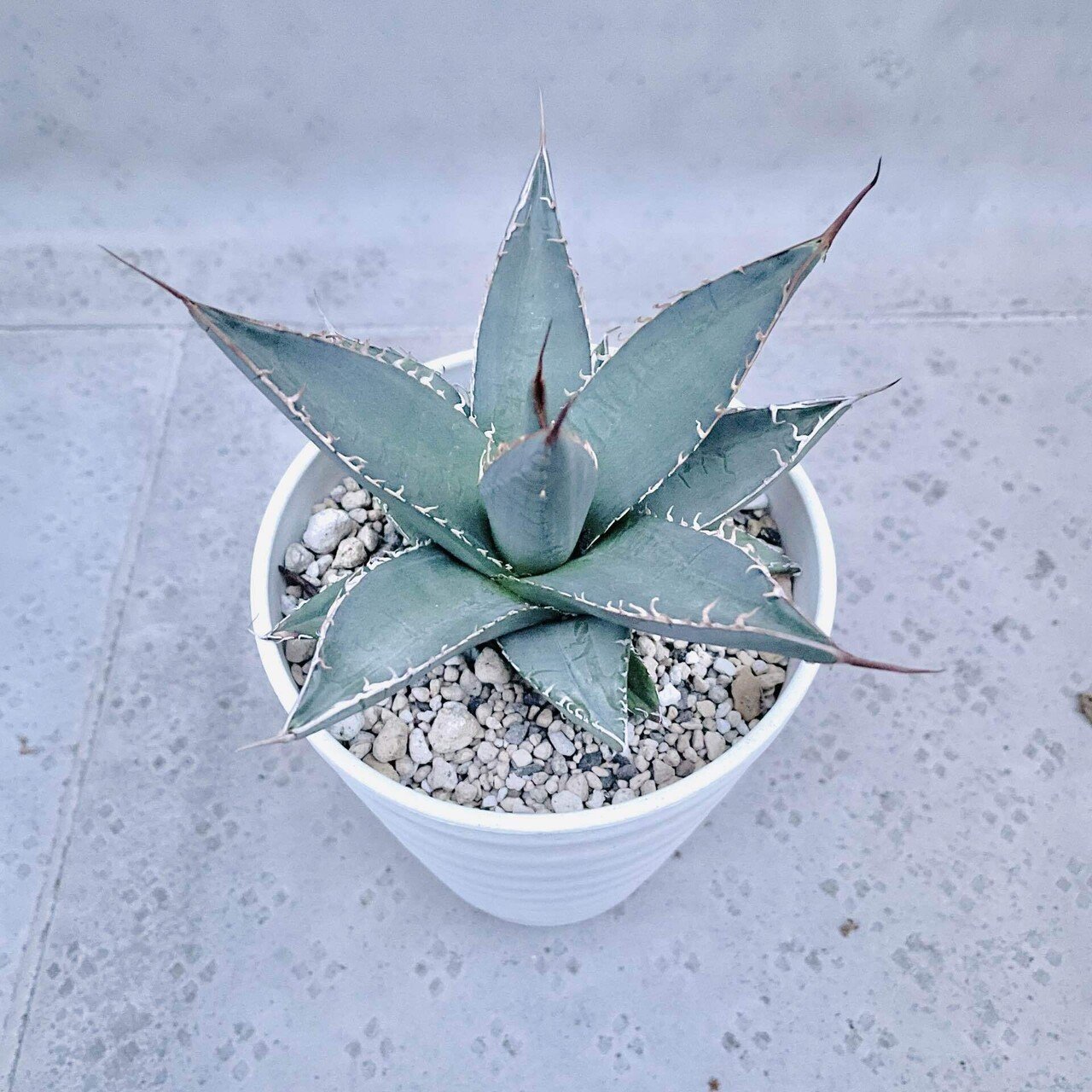 アガベ パープソラム 強スタッズ アガベ パープソラムスーパースタッズタイプぶつぶつ