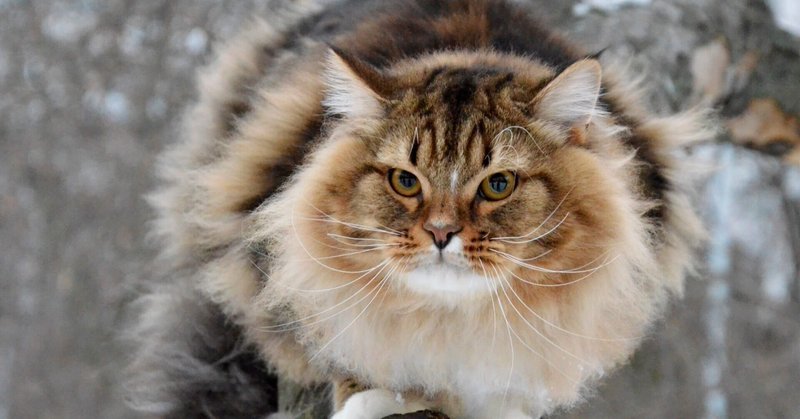 お猫様図鑑「サイベリアン」極寒の地に住む猫