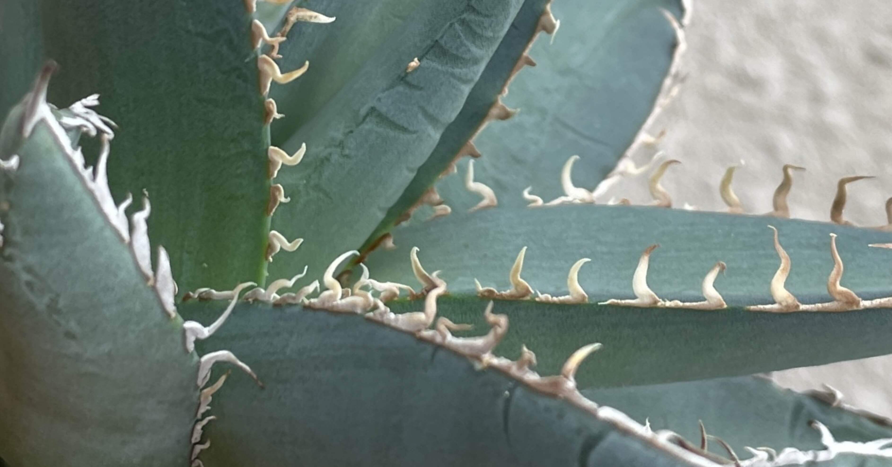 アガベ 　パープソラム 日々記録】アガベ・パープソラム｜お腹がロックンロール