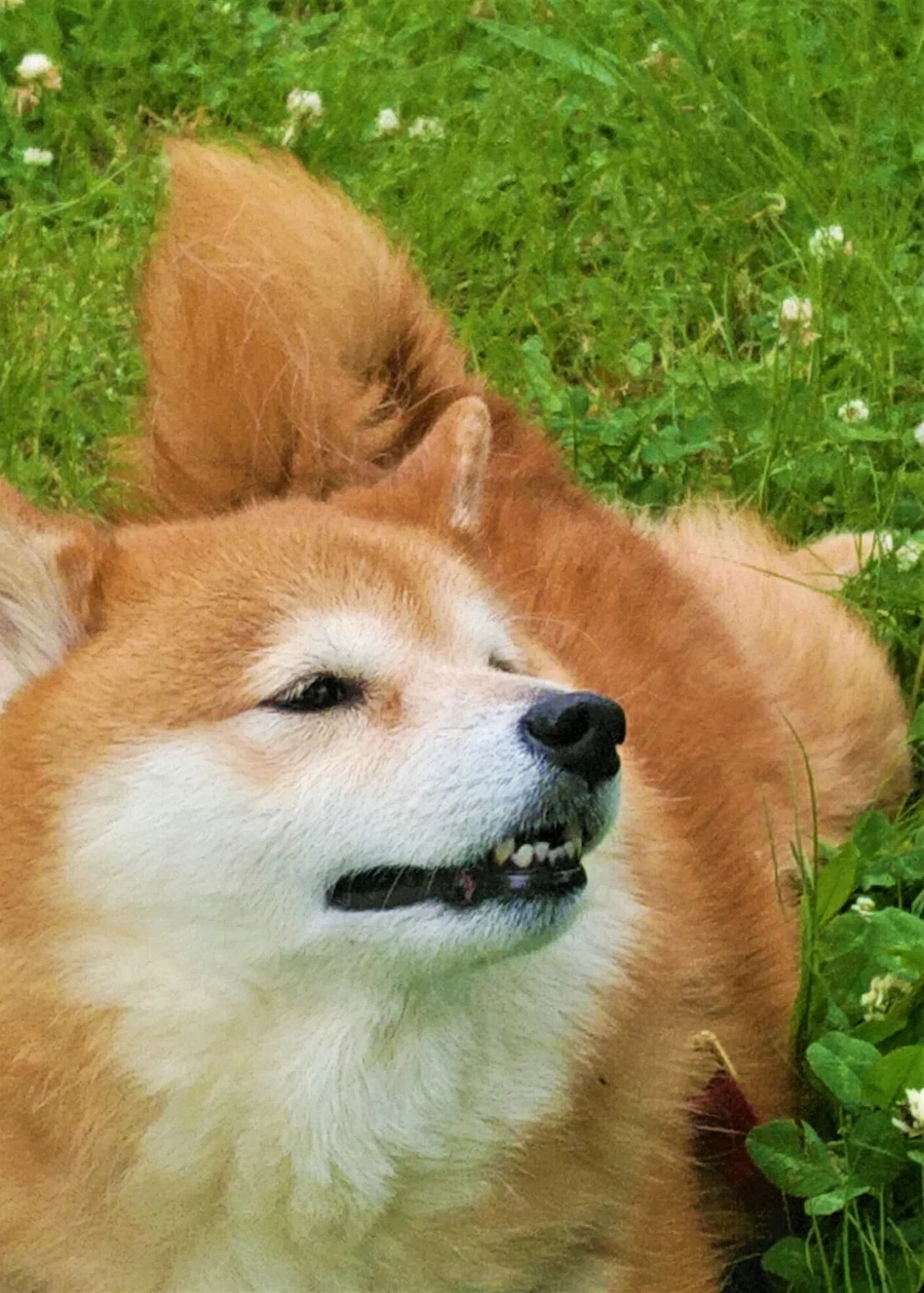 熊山公園のあんず