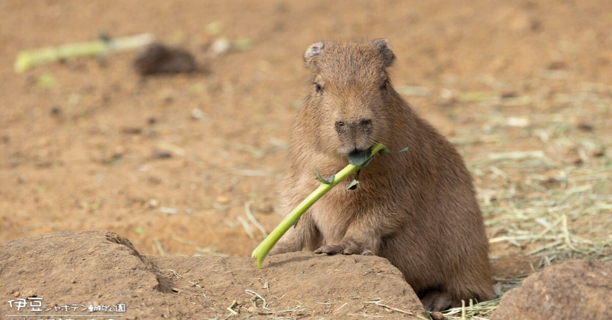 カピバラ写真家 渡辺克仁 ｜カピバラ写真家〇渡辺克仁