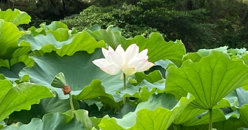 泥中に咲く の新着タグ記事一覧 Note つくる つながる とどける