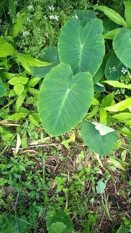 実家の裏庭の自生植物撮ってみました Hamayamasuki太郎 Note 実家の裏庭の自生植物撮ってみました Hamayamasuki太郎 Note
