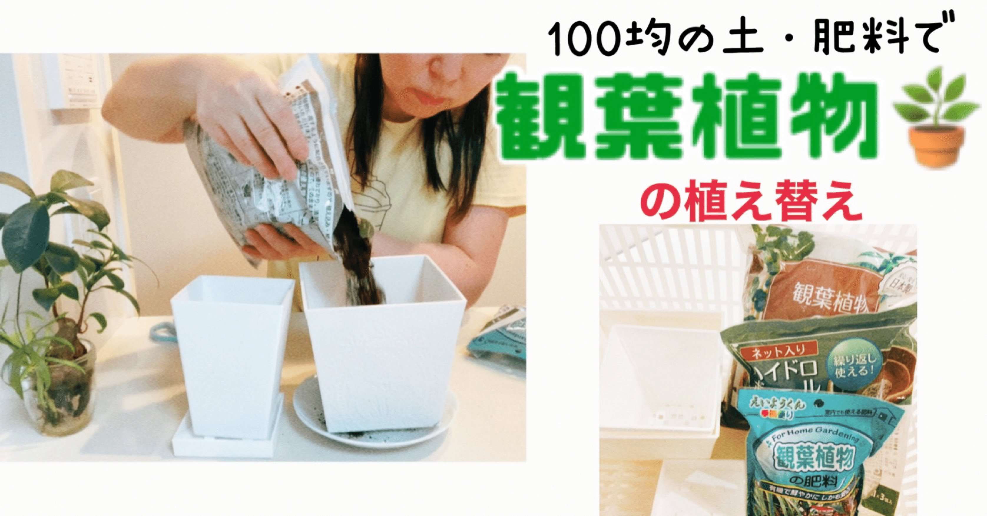 100均の土 肥料で 観葉植物の植え替え おきらくナオさん Note