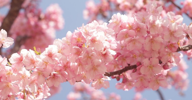 大雪、ひだまり、河津桜【オールドレンズ日記】2022.1~3月