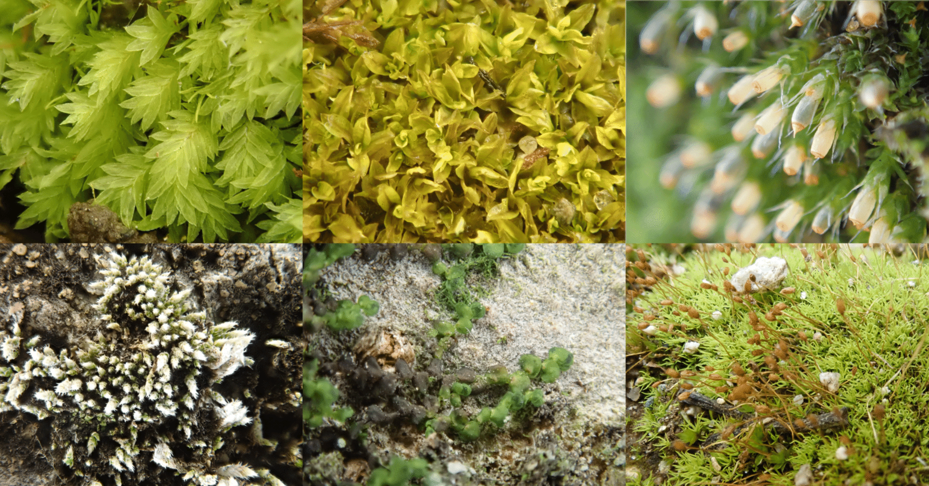 お散歩が楽しくなる！「苔ミニガイドブック」を公開｜浜松科学館