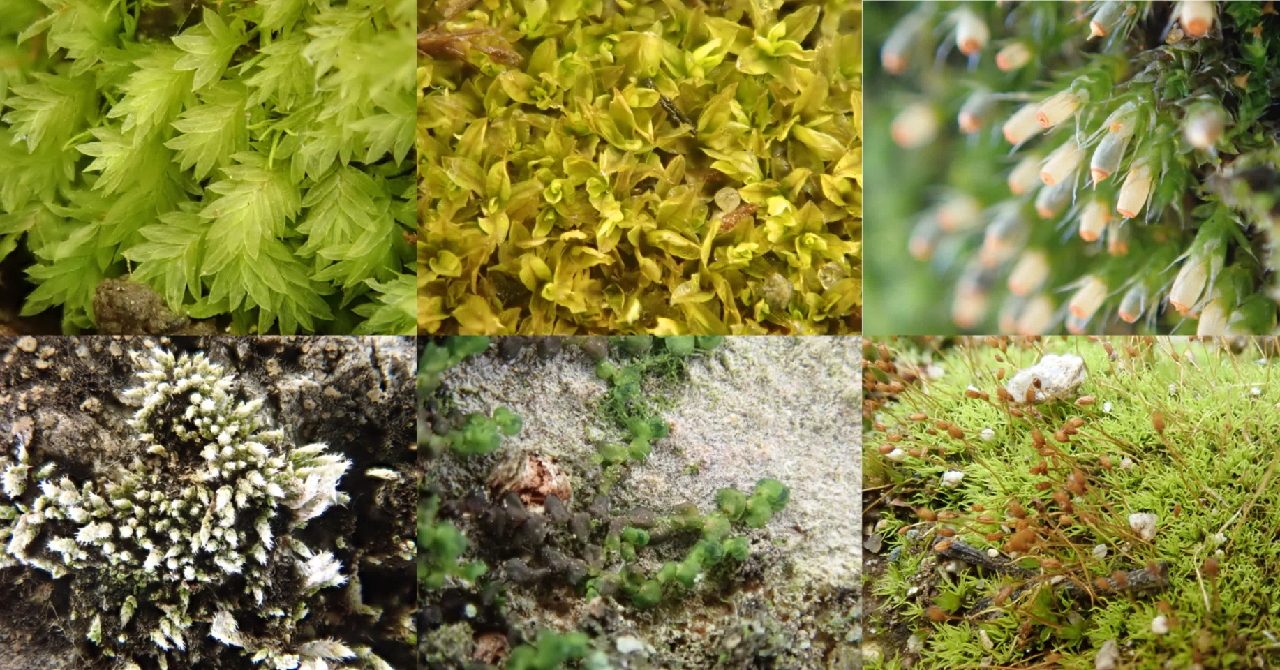 お散歩が楽しくなる！「苔ミニガイドブック」を公開｜浜松科学館