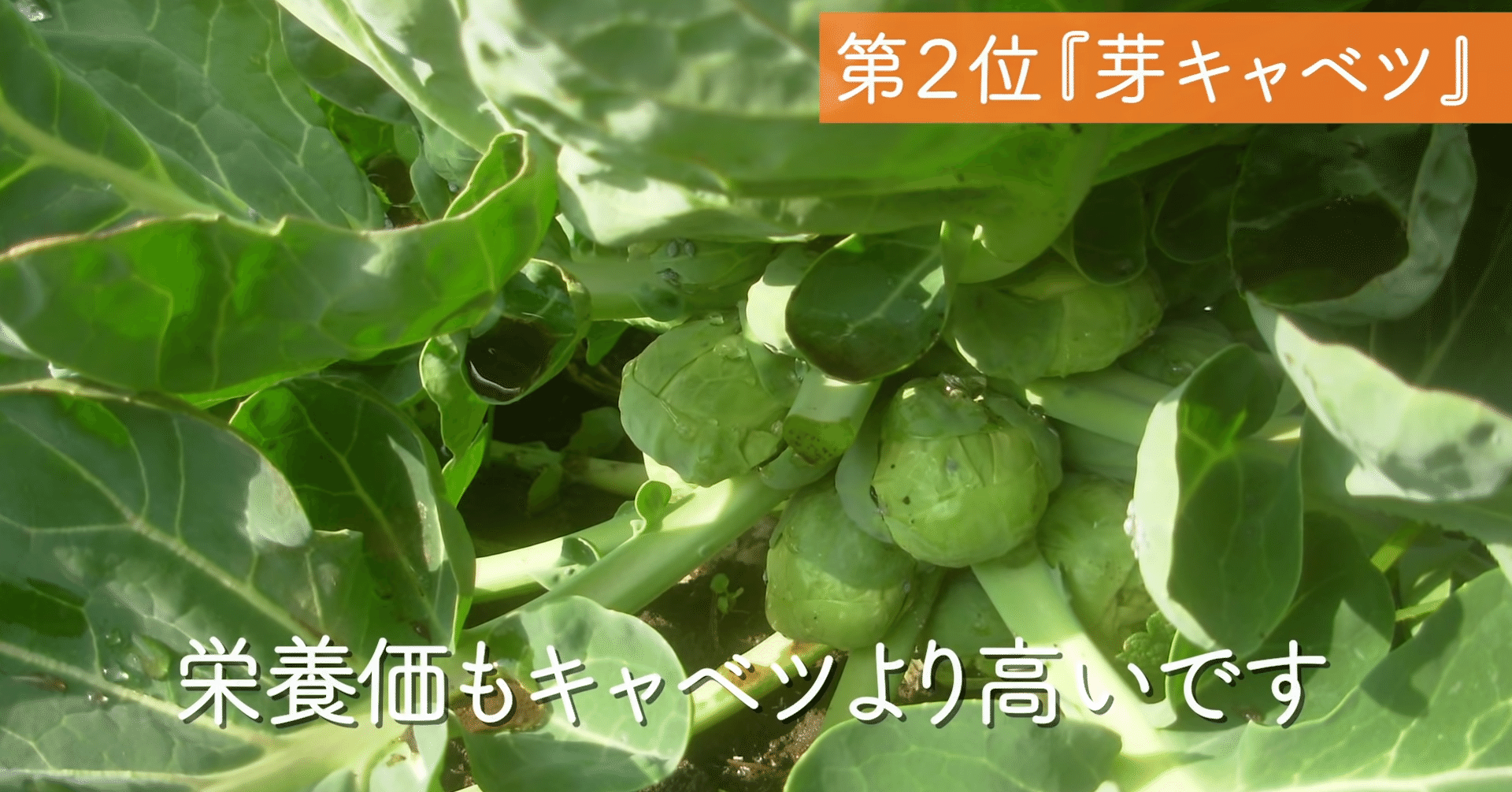 家庭菜園 家庭菜園にもおすすめの7月の植えどき野菜をご紹介 井上寅雄農園 井上隆太朗 Note