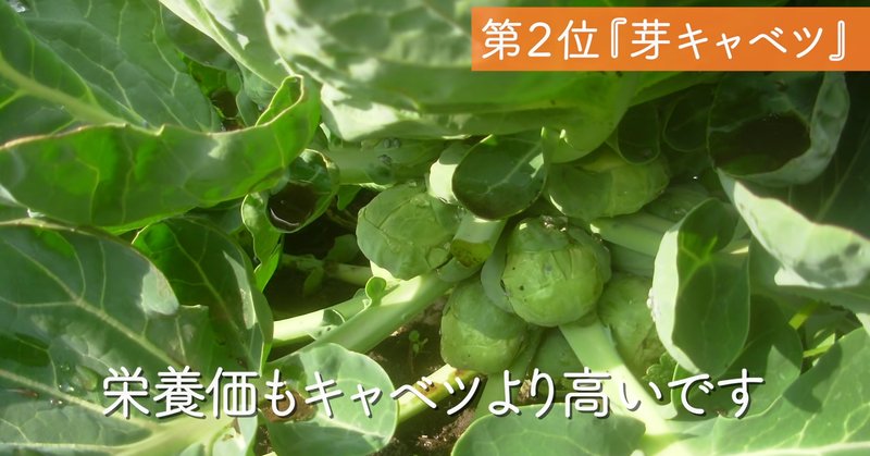 【お得】 植物発芽 果物 葉野菜 野菜 栄養素メーター 農家 家庭菜園 栽培 根菜・豆類・もやし