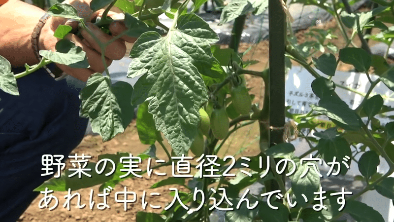 夏野菜の害虫対策！家庭菜園でタバコガを寄せ付けない対策方法！トマト・ナス・ピーマン・ナ
