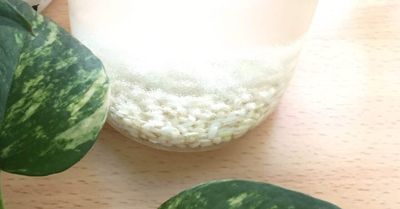 【発酵レシピ】お米の発酵水