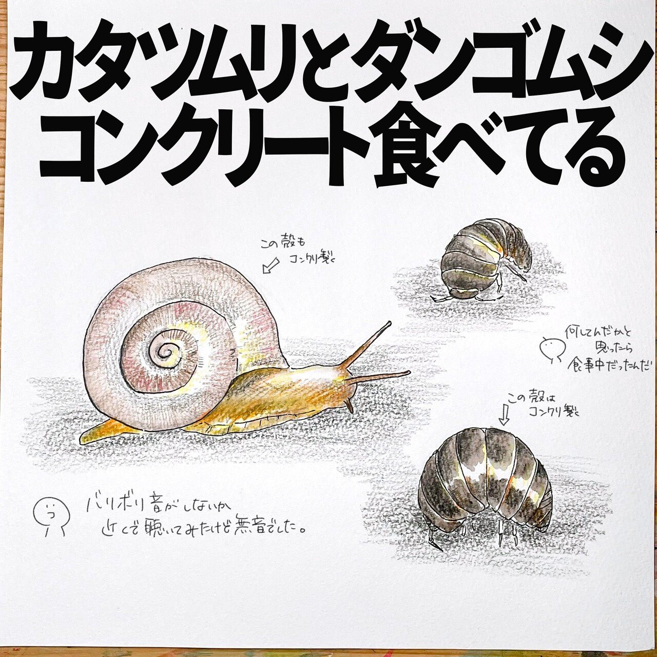 カタツムリとダンゴムシはコンクリートを食べている 自然ガイドのネタ帳 くますけ Note