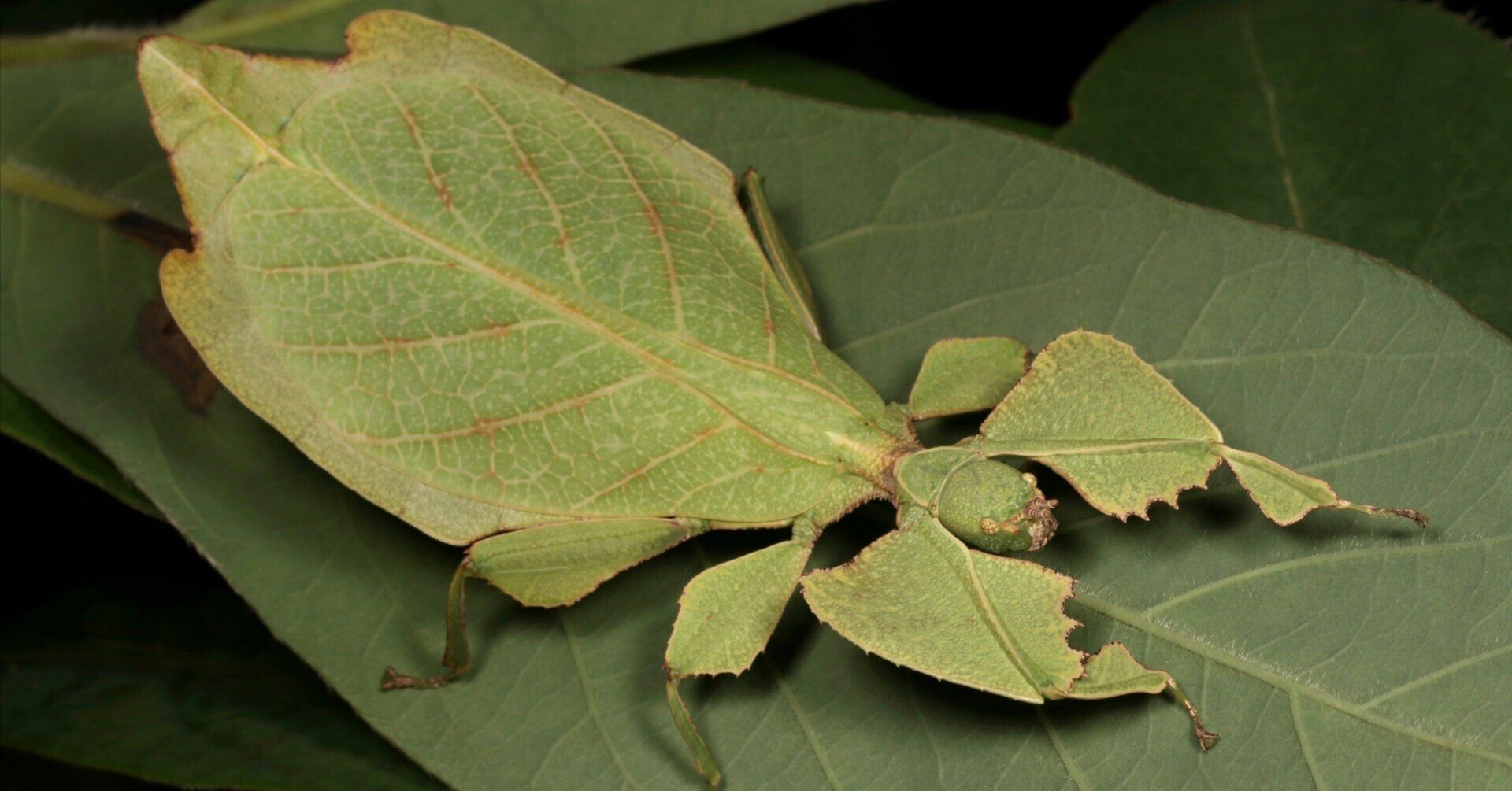 P. pulcrifolium 29　西ジャワ コノハムシ 枯葉感のある個体 P. pulcrifolium 29 西ジャワ コノハムシ 枯葉感のある個体