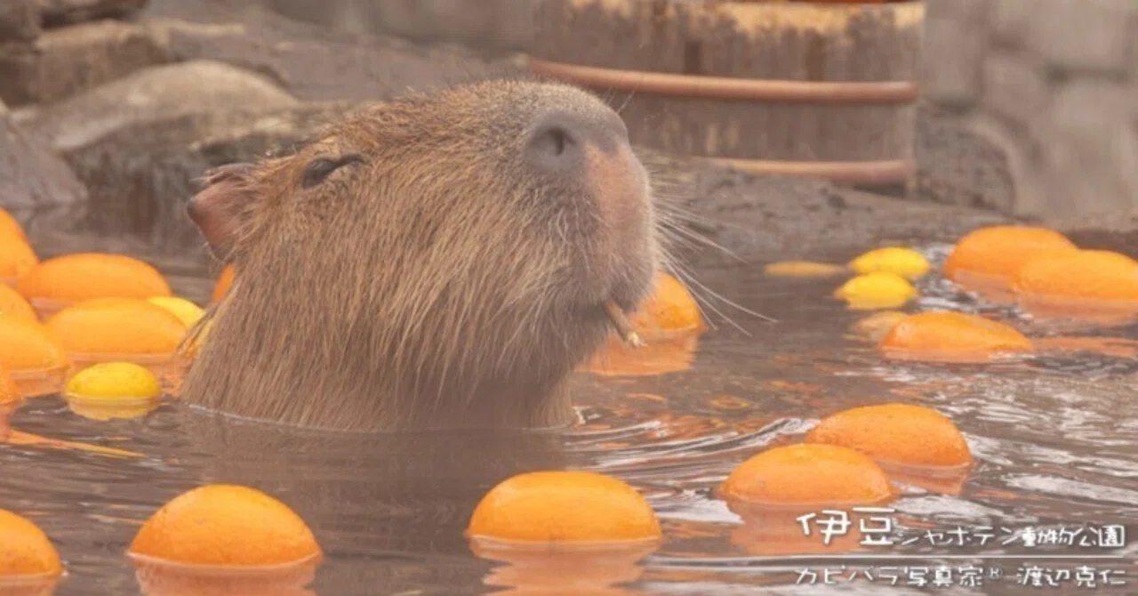 カピバラを飼いたい カピバラ写真家 渡辺克仁 Note