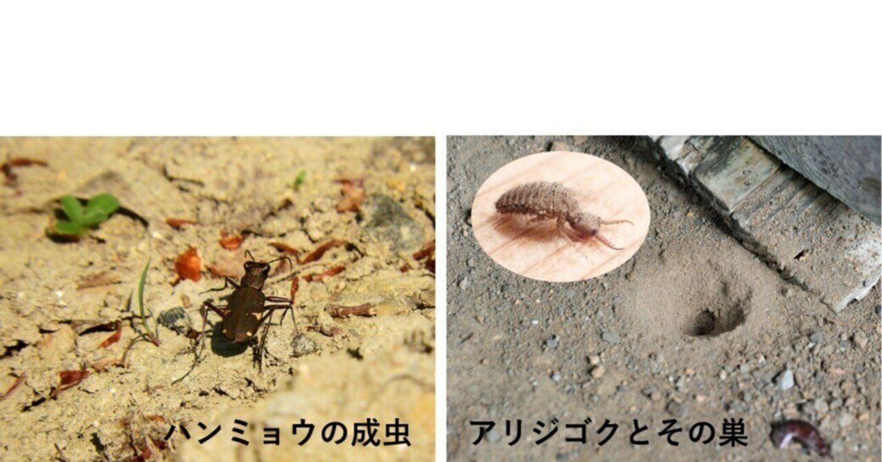 ハンミョウ釣りとアリジゴク採り 南国技術士 Note