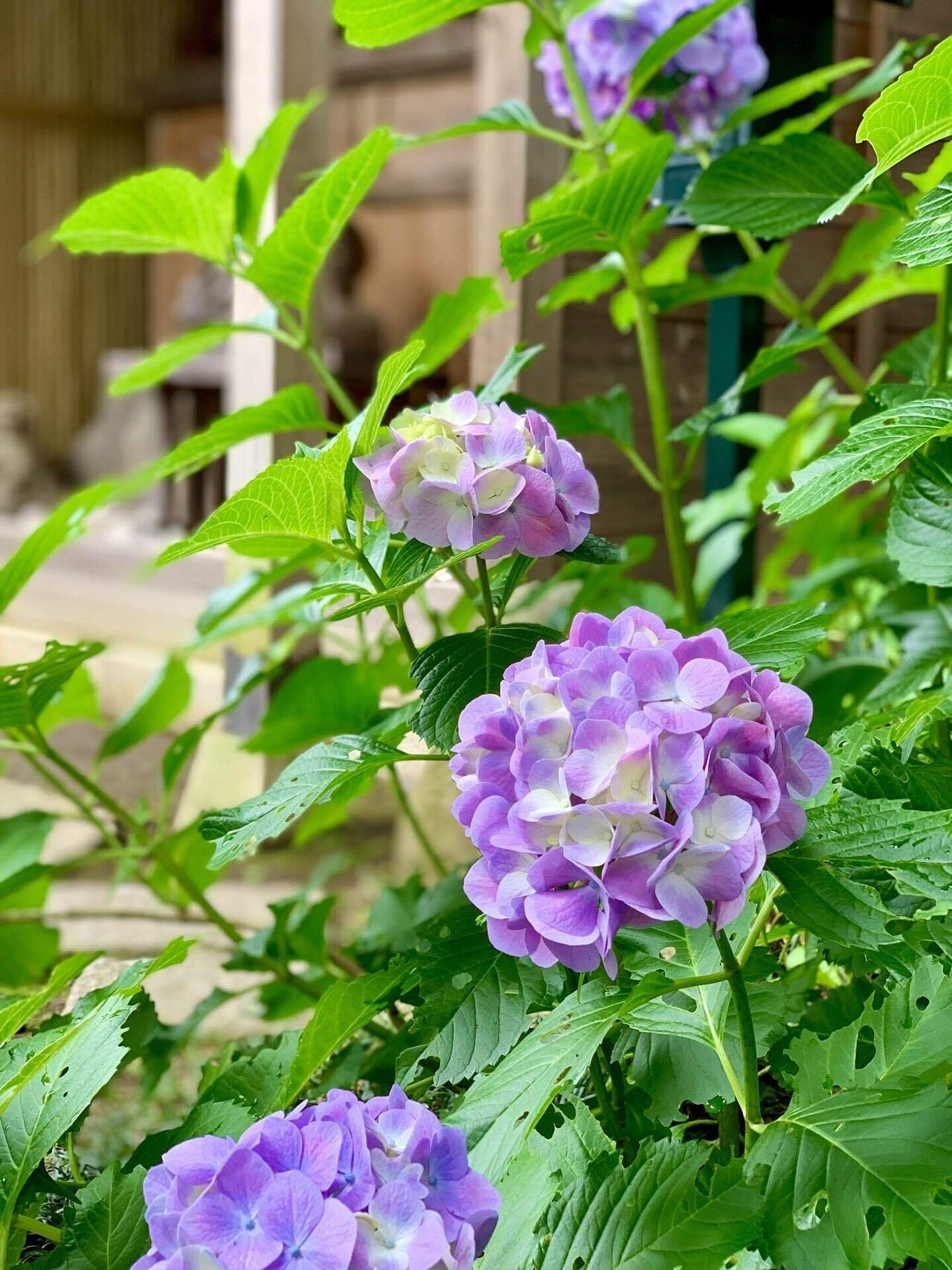 紫陽花 あじさいの花の名前を 紫陽花 と書くことを知ってから好きになりました 紫陽花の中で1番好きなのは 額紫陽花 紫といえば 源氏物語の若紫を思い出します 紫陽花の花言葉には良い意 はる之助 Note