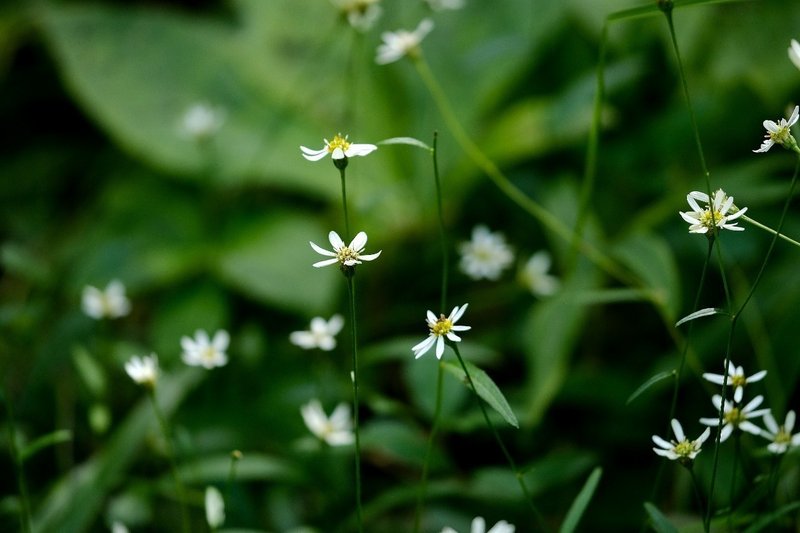 暗がりに咲く白い菊 サワシロギク Hhaannaaiihh Note 暗がりに咲く白い菊 サワシロギク Hhaannaaiihh Note