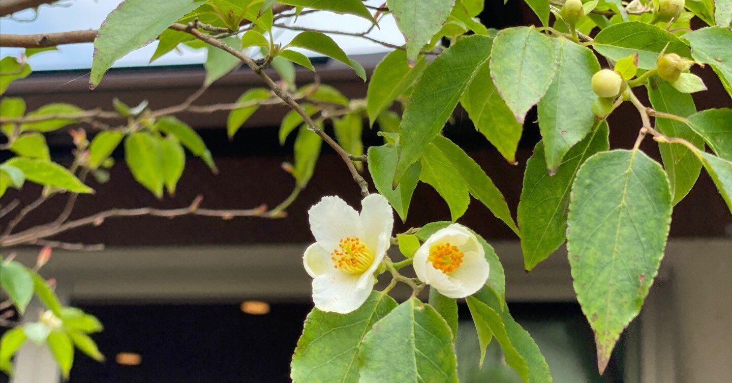 夏の庭からーどの季節も美人の ヒメシャラ は庭木におすすめ Haco ガーデンプランナー 庭のある暮らし植物のある暮らし Note