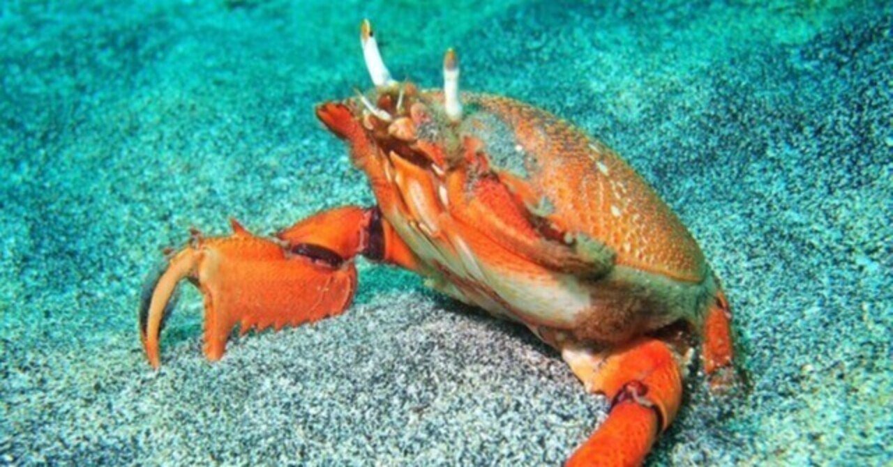 アサヒガニ 不思議な姿 不思議な生態をもつカニ 稲垣湧斗 Note