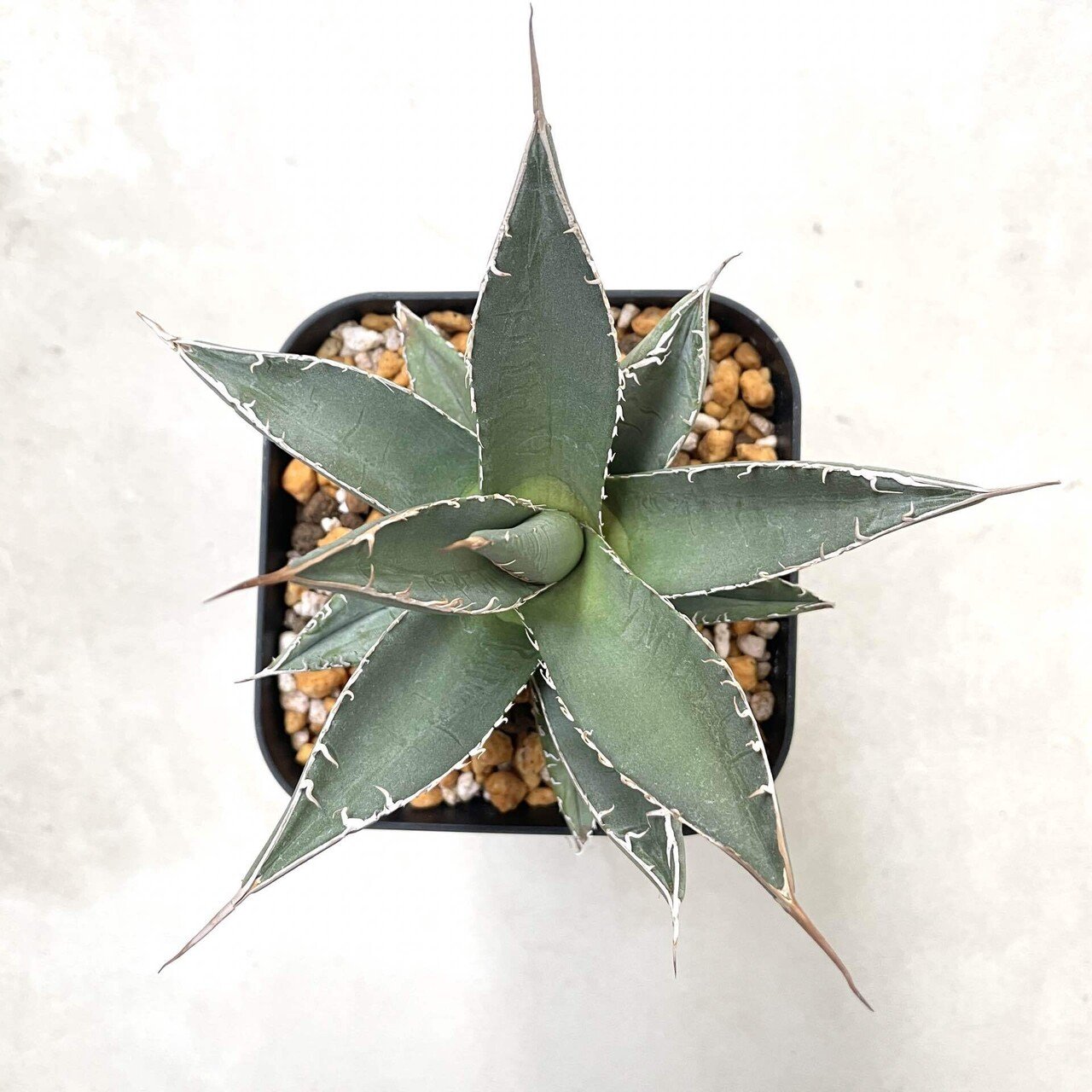 日々記録】アガベ・パープソラム｜お腹がロックンロール