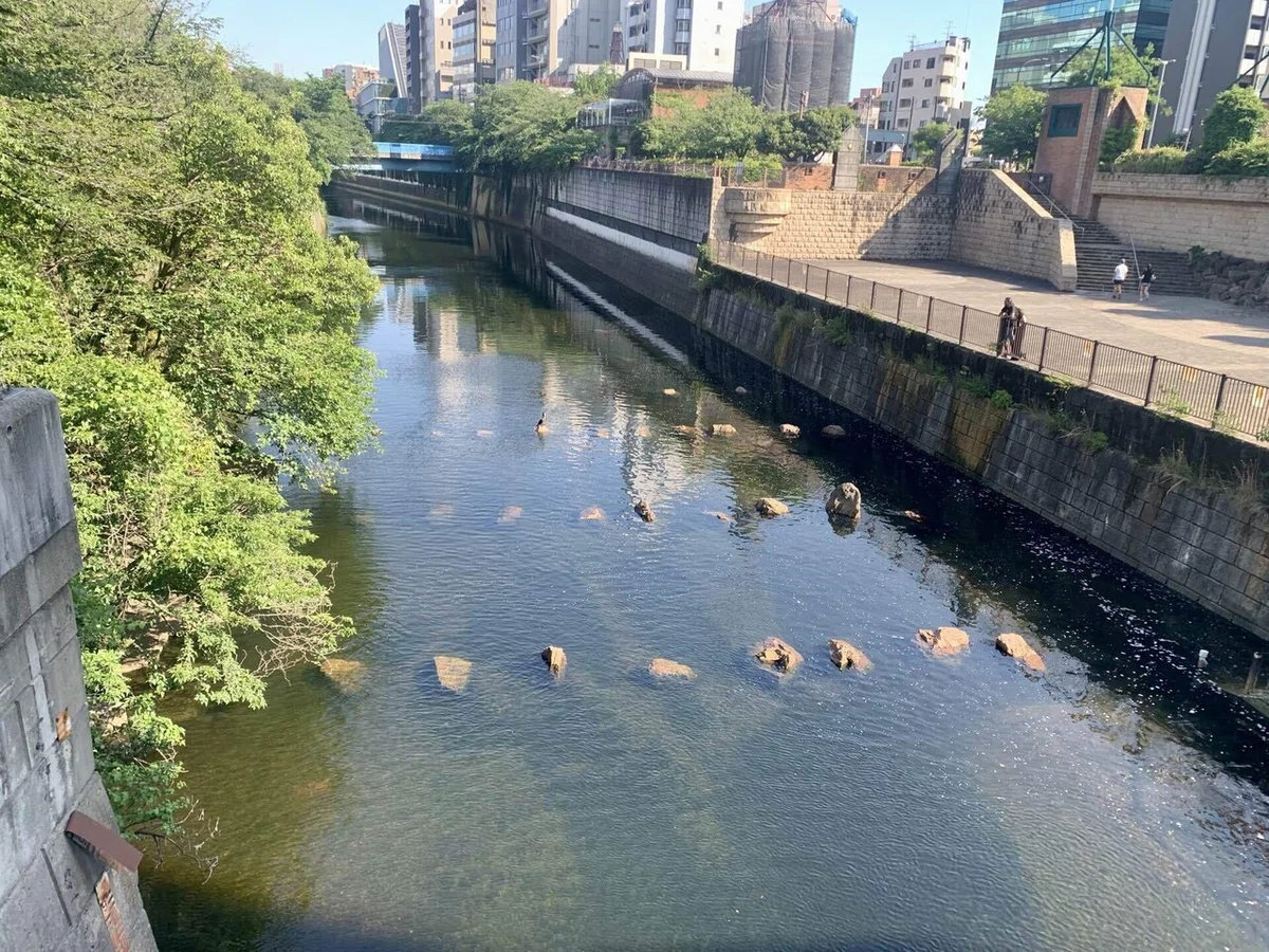 【東京川歩き：目黒川】新緑の季節を満喫する｜たぬ子|スローライフのコツ