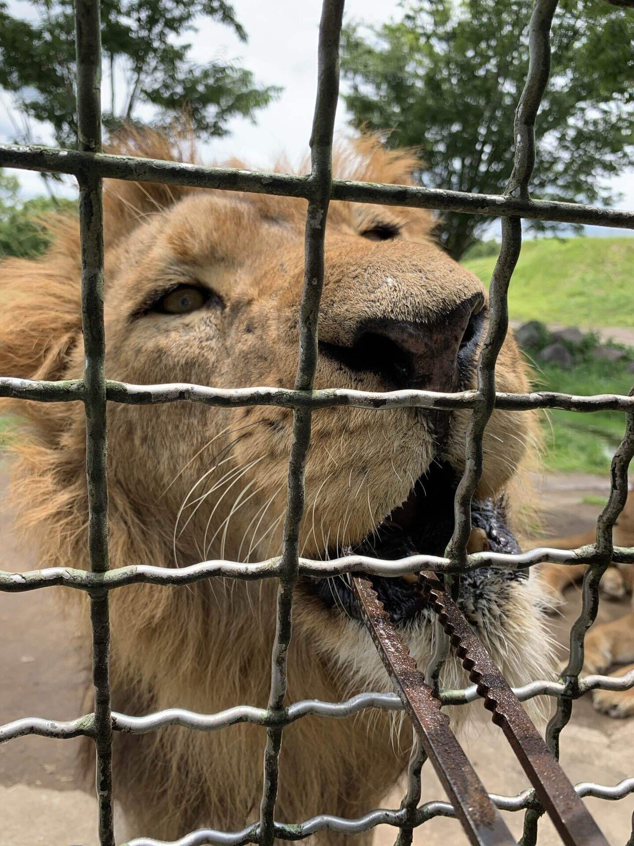 ライオンに餌をあげた話｜あいこうしょうた