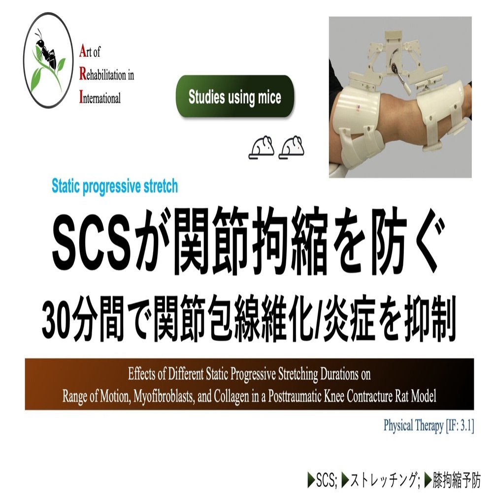 静的漸進的ストレッチ（SCS）が関節拘縮を防ぐ。30分間で関節包