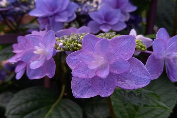 八重の紫陽花 の新着タグ記事一覧 Note つくる つながる とどける
