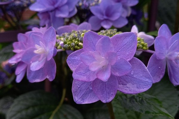 八重の紫陽花 の新着タグ記事一覧 Note つくる つながる とどける 八重の紫陽花 の新着タグ記事一覧 Note つくる つながる とどける