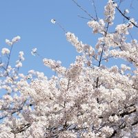 天才と天才の協力物語 ノーベル賞の妻は共同研究者 その3 大村夫妻 公里原鹿生 6割バナナ Note 天才と天才の協力物語 ノーベル賞の妻は共同研究者 その3 大村夫妻 公里原鹿生 6割バナナ Note