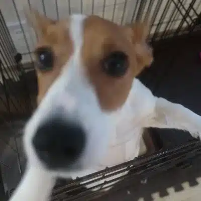 ST