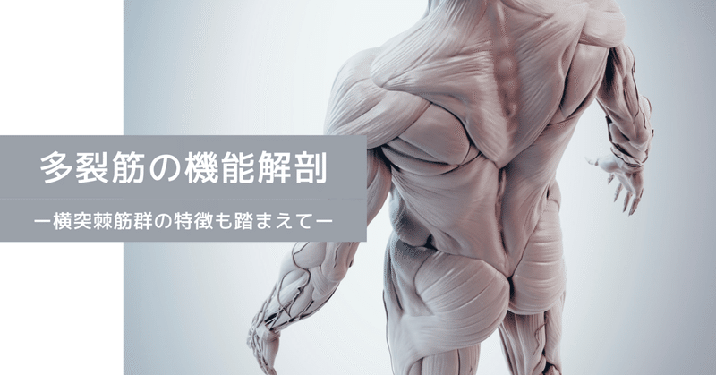 多裂筋の機能解剖ー横突棘筋群の特徴も踏まえてー|たくみロドリゲス理学療法士|note