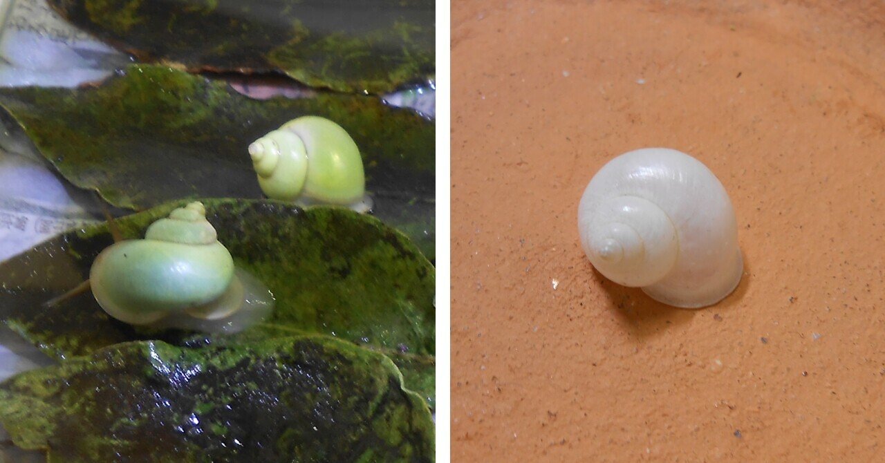 趣味はなんですか カタツムリ Arika Note 趣味はなんですか カタツムリ Arika Note