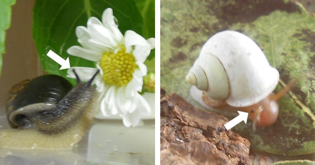 趣味はなんですか カタツムリ Arika Note 趣味はなんですか カタツムリ Arika Note